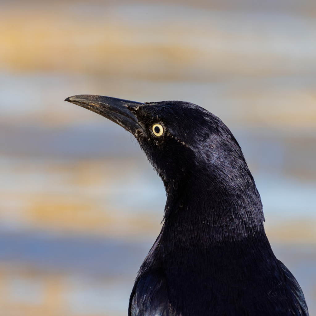 The head of a great-tailed grackle turns to the left of the image, showing its eye, which is dark black in the middle surrounded by a bright yellow ring.