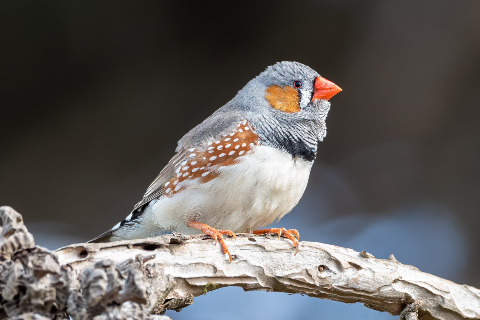 Faster Nest Building in Juvenile Zebra Finches Exposed to Adults – Andy ...