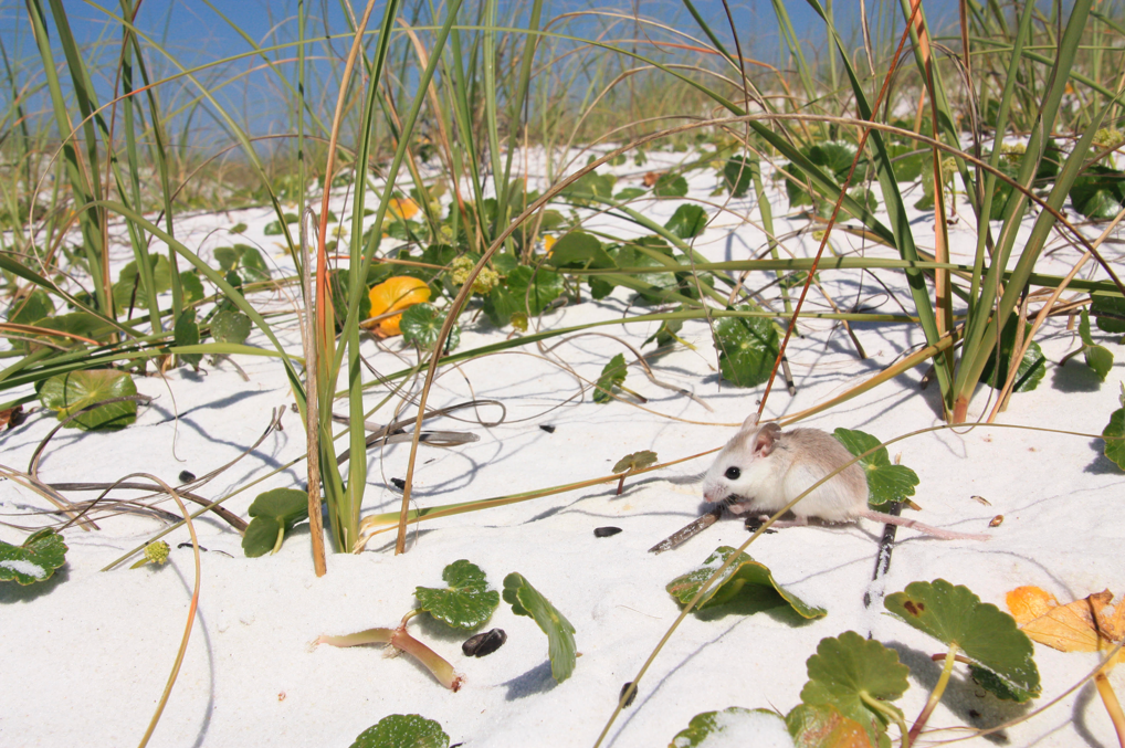 A deer mouse sits on a sand dune with sparse plants sprouting from the ground.